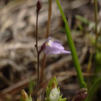 Utricularia hirta Klein ex Link
